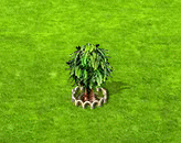 montezumacypress_upgrade_1.gif