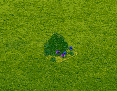 Négy láng.gif
