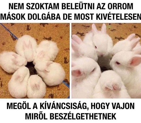 nyuszik.jpg