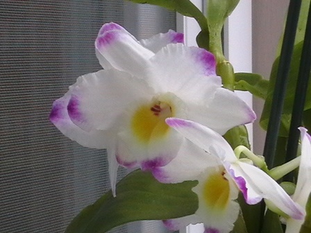 orhidea1.jpg