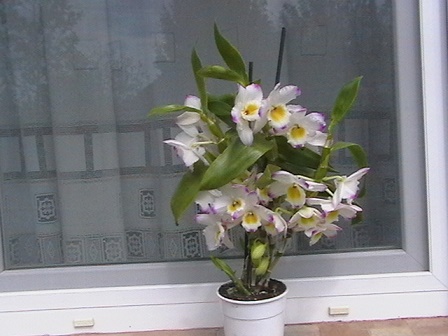 orhidea2.jpg