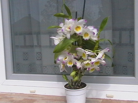 orhidea3.jpg