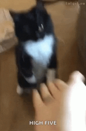 pacsai cicás kép.gif