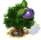 plum.png