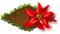 poinsettia.png
