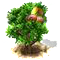 soapberry_upgrade_0.png