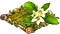 stevia.png
