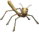 stickinsect.png
