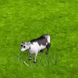 tehen.gif