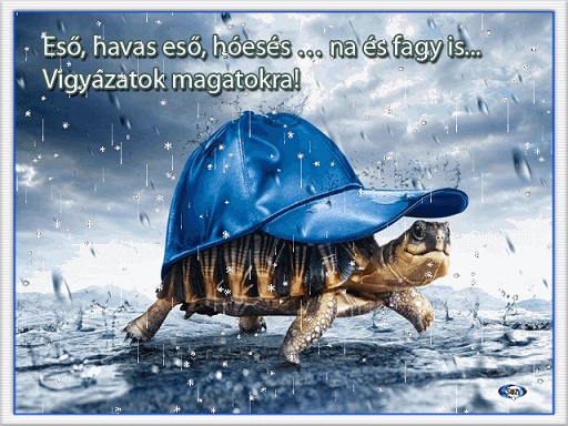 teknős.jpg