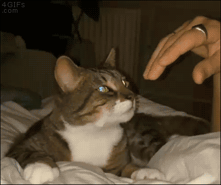 tumblr_ni6imlxabk1tlb56zo1_500simogass cicás.gif