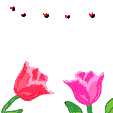 unnamed (36).gif