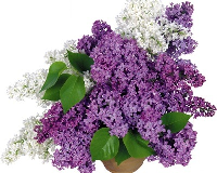 upload_2022-4-29_14-44-50.png