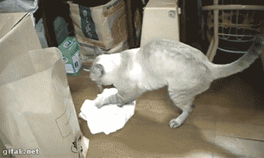 Who-Said-Pets-Dont-Help-With-The-Housework5__605feltörül.gif