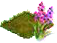 willowherb.png
