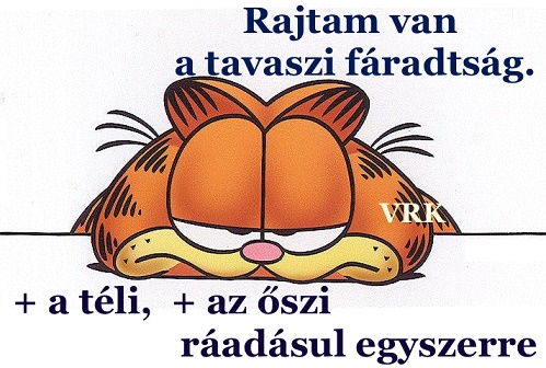 www.tvn.hu_028abde64dd352acc4d52c4dba21c1fb        taszi f.jpg